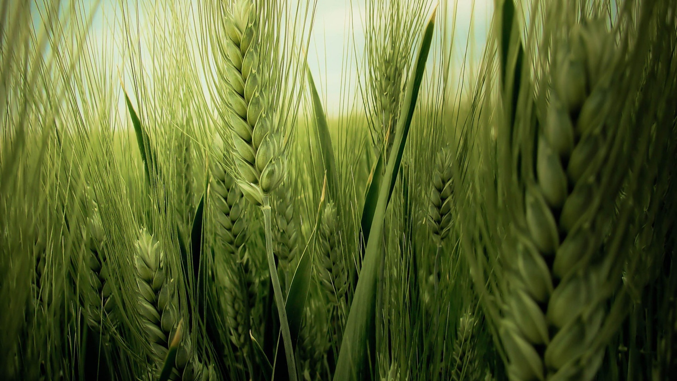 Колос пшеницы