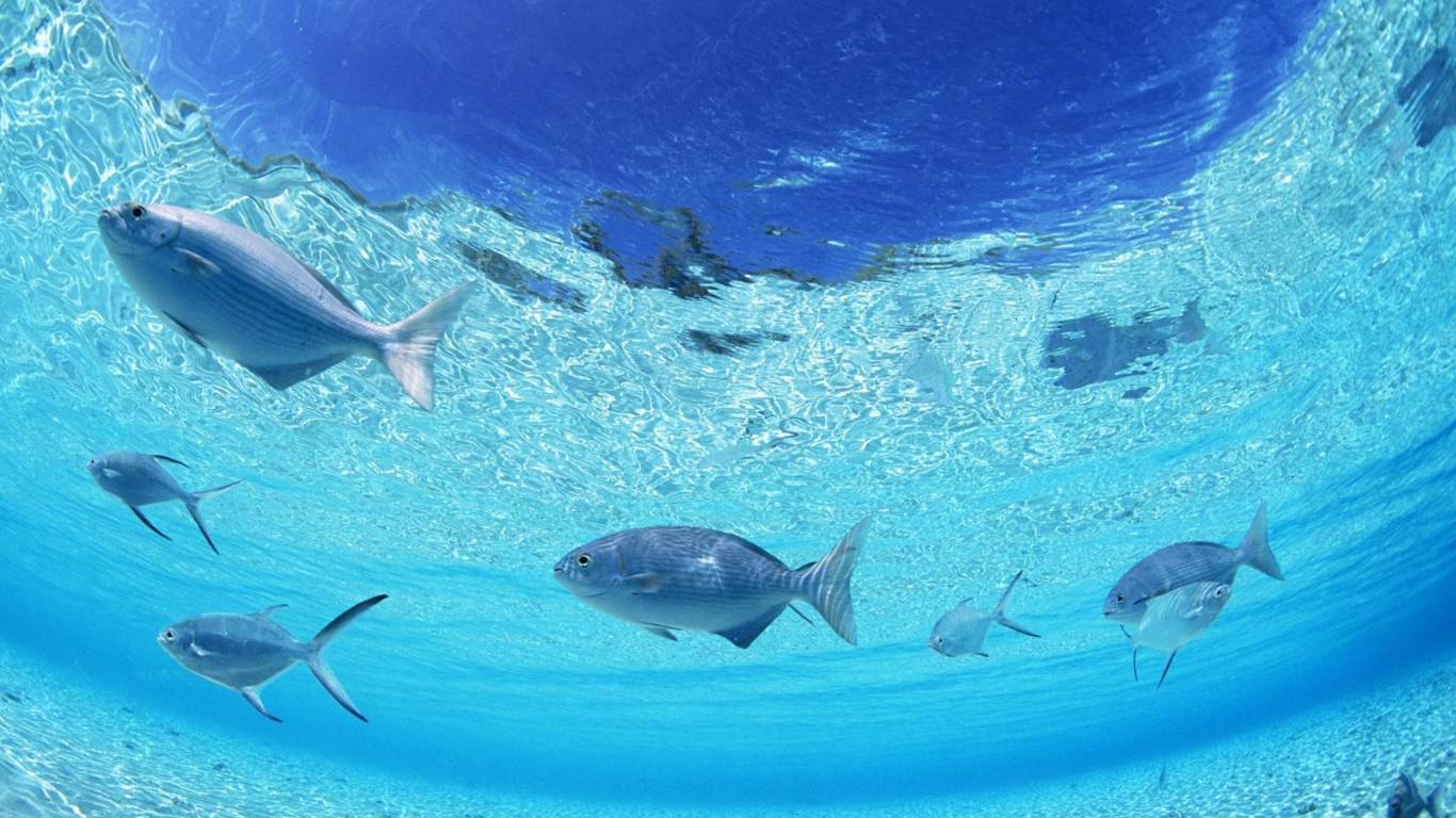 Морское дно