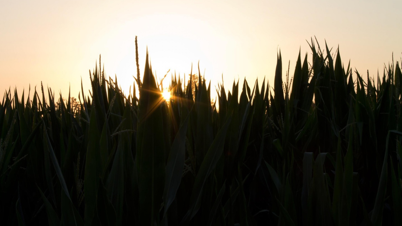 Вечерняя заря