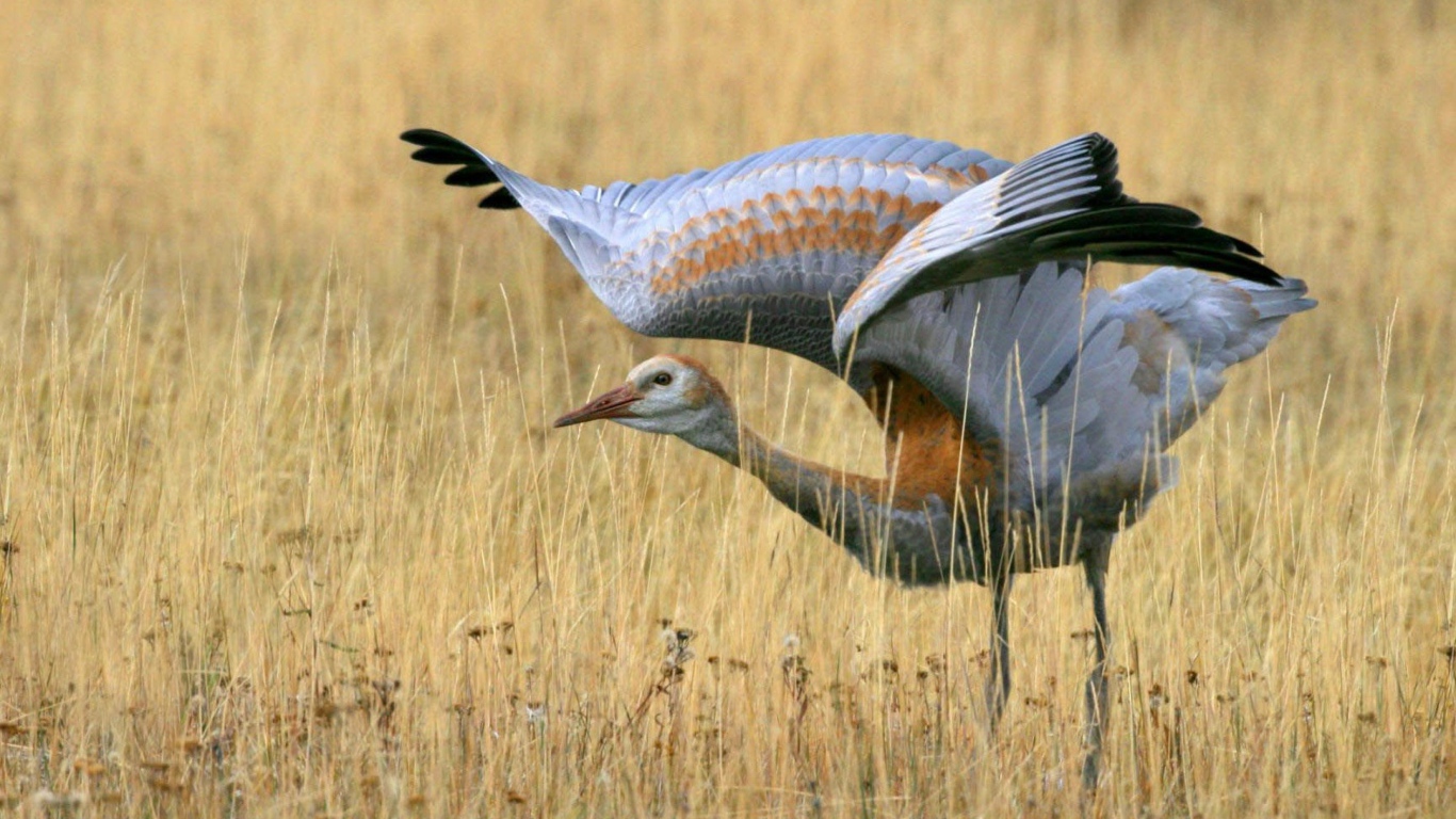 Большая птица в поле