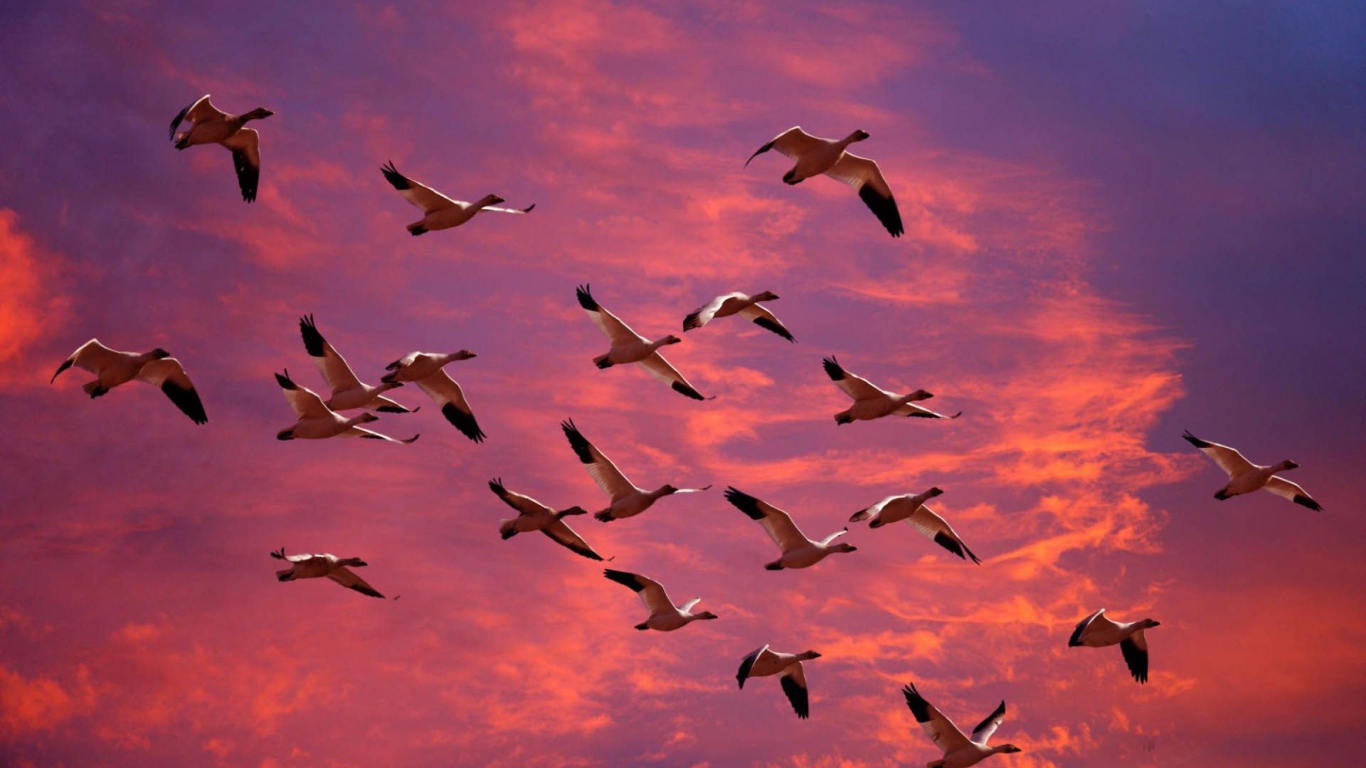 Птицы летят в теплые края