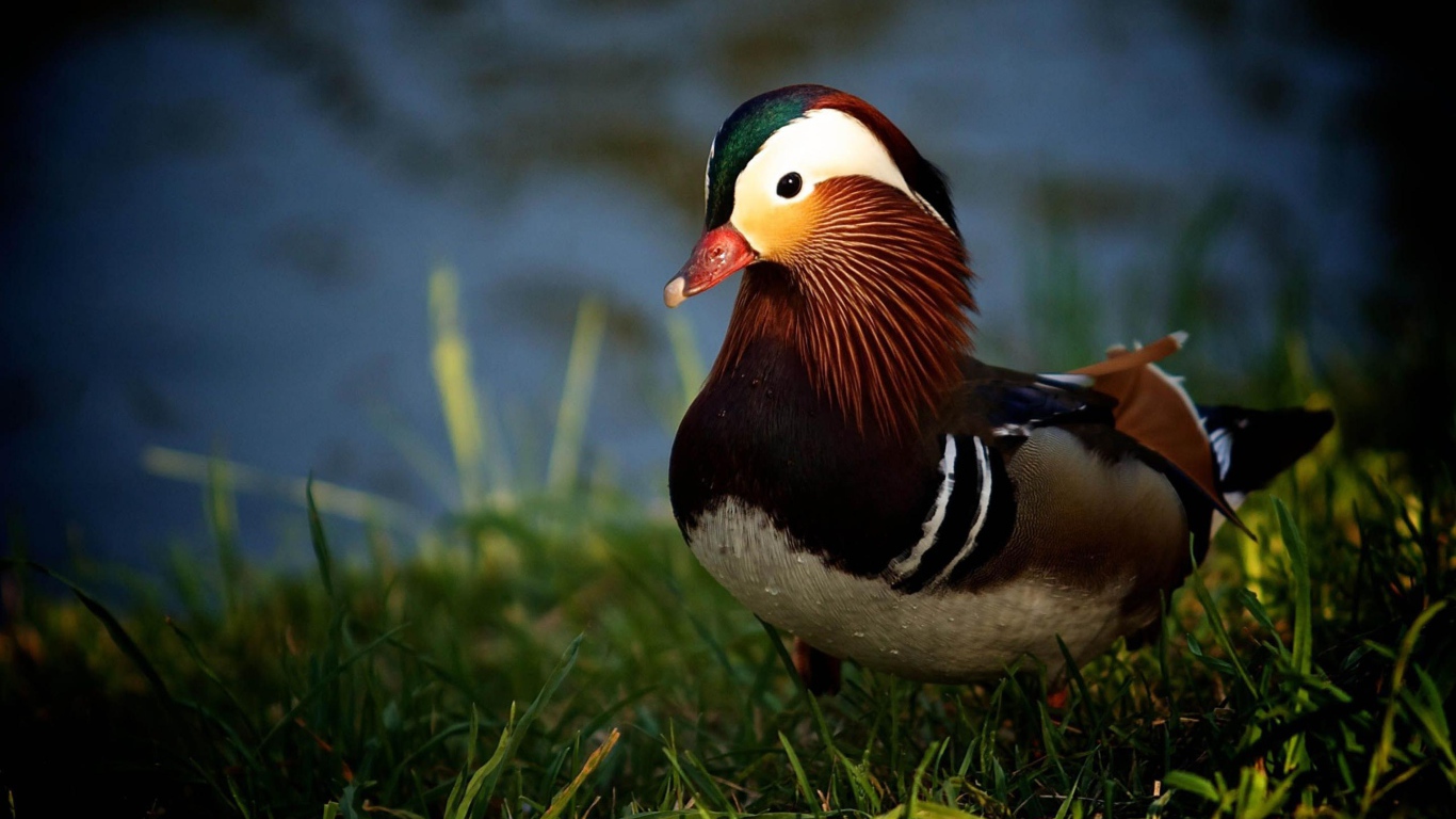 Утка в траве у озера