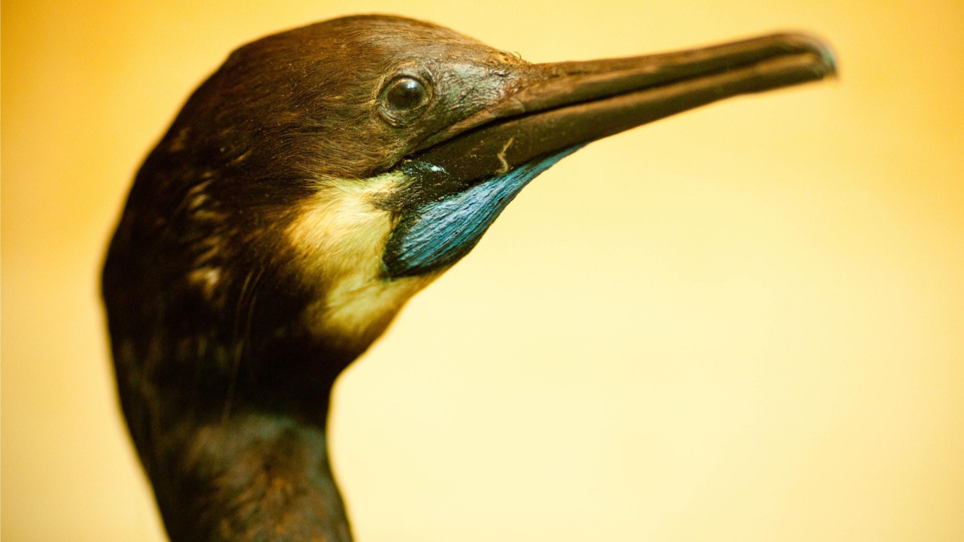 Смешная птица