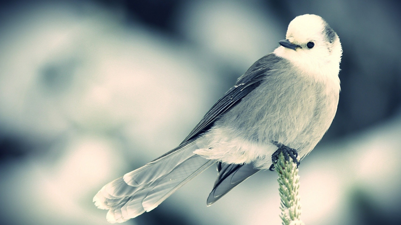 Маленькая белая птица