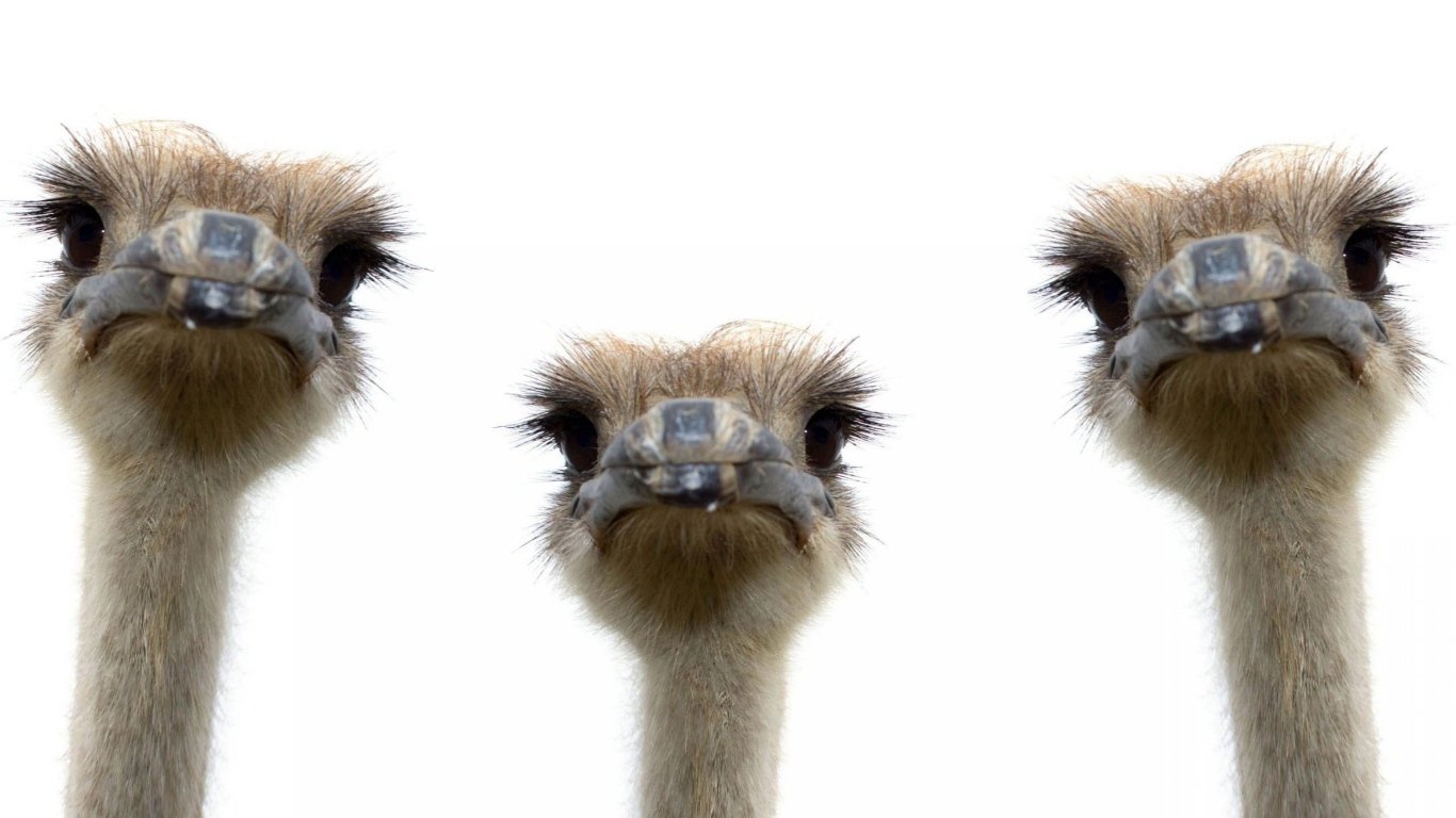 Три страуса