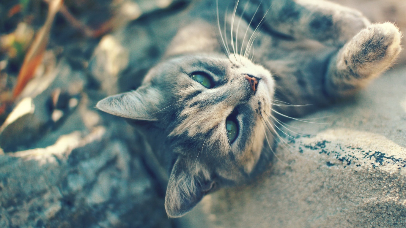 Игривый котенок на камнях