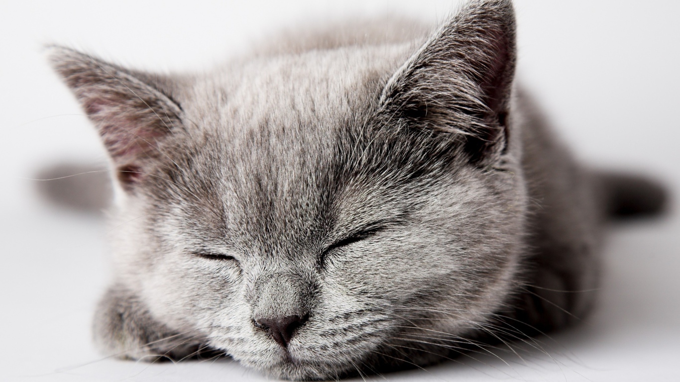 Спящий серый котенок