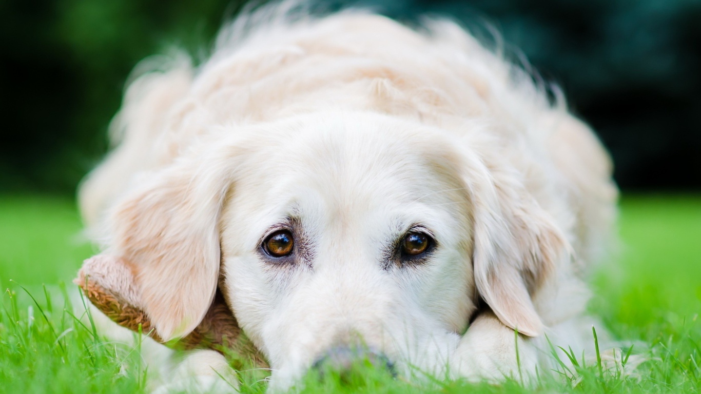 Собака на траве