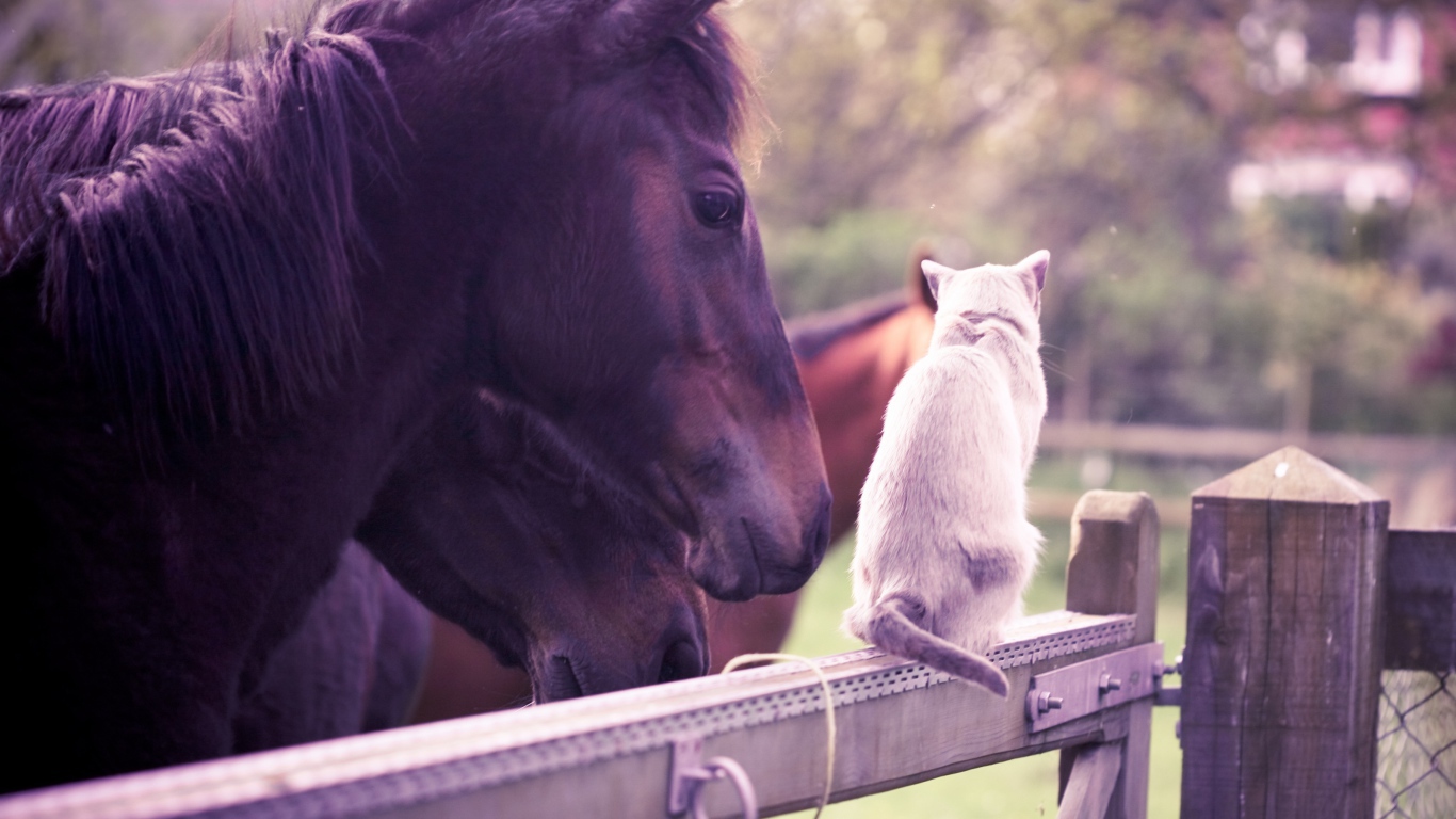 Лошадь и кошка