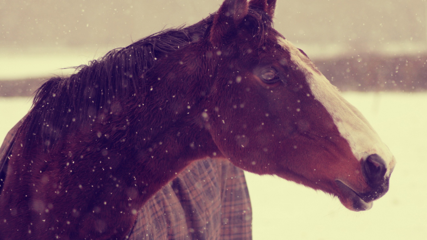 Лошадь зимой