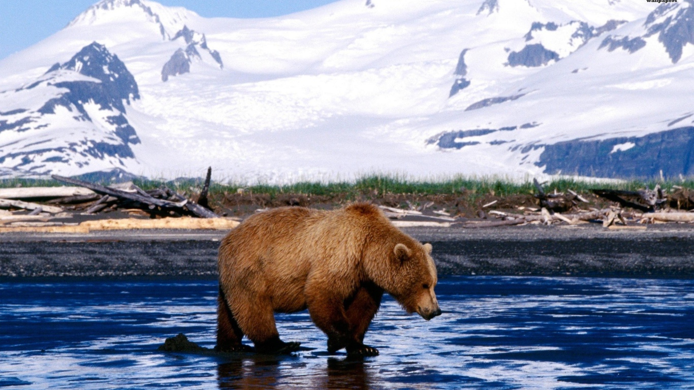 Медведь на льду