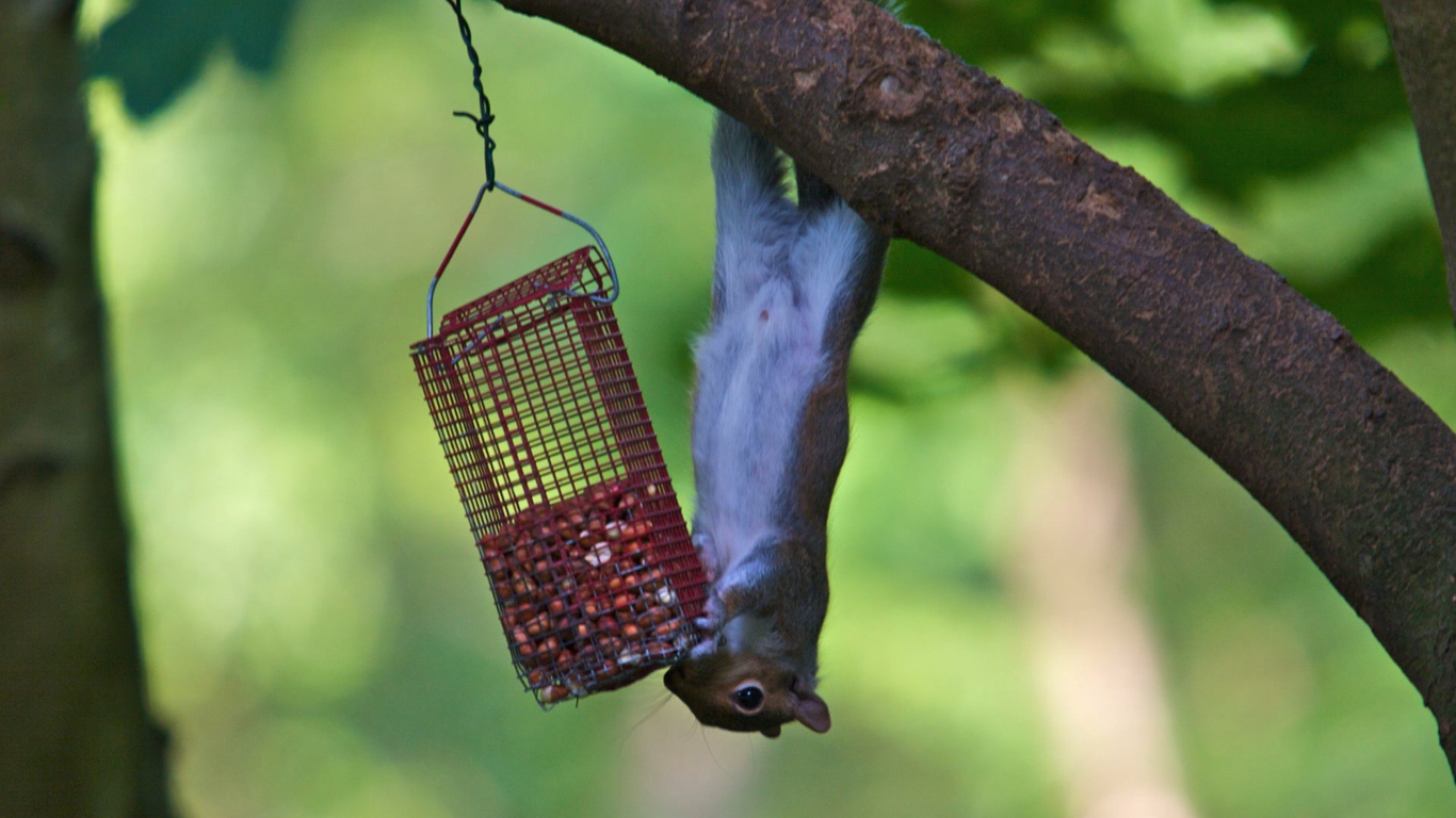 Белка и кормушка