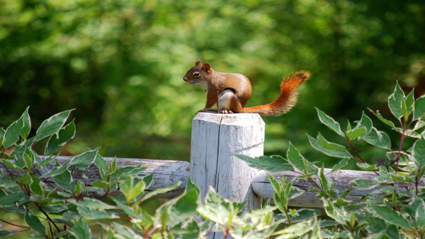 Белка на белом заборе