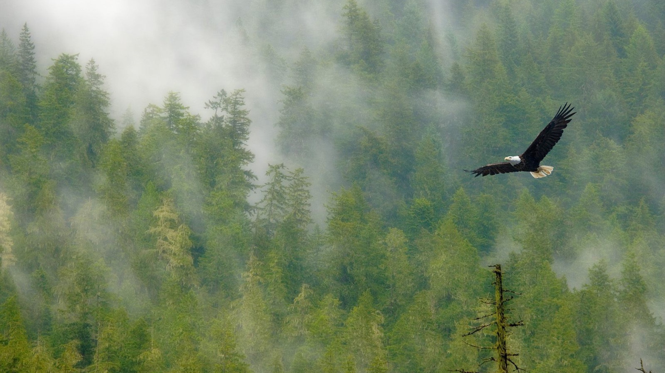 Орел парит над лесом