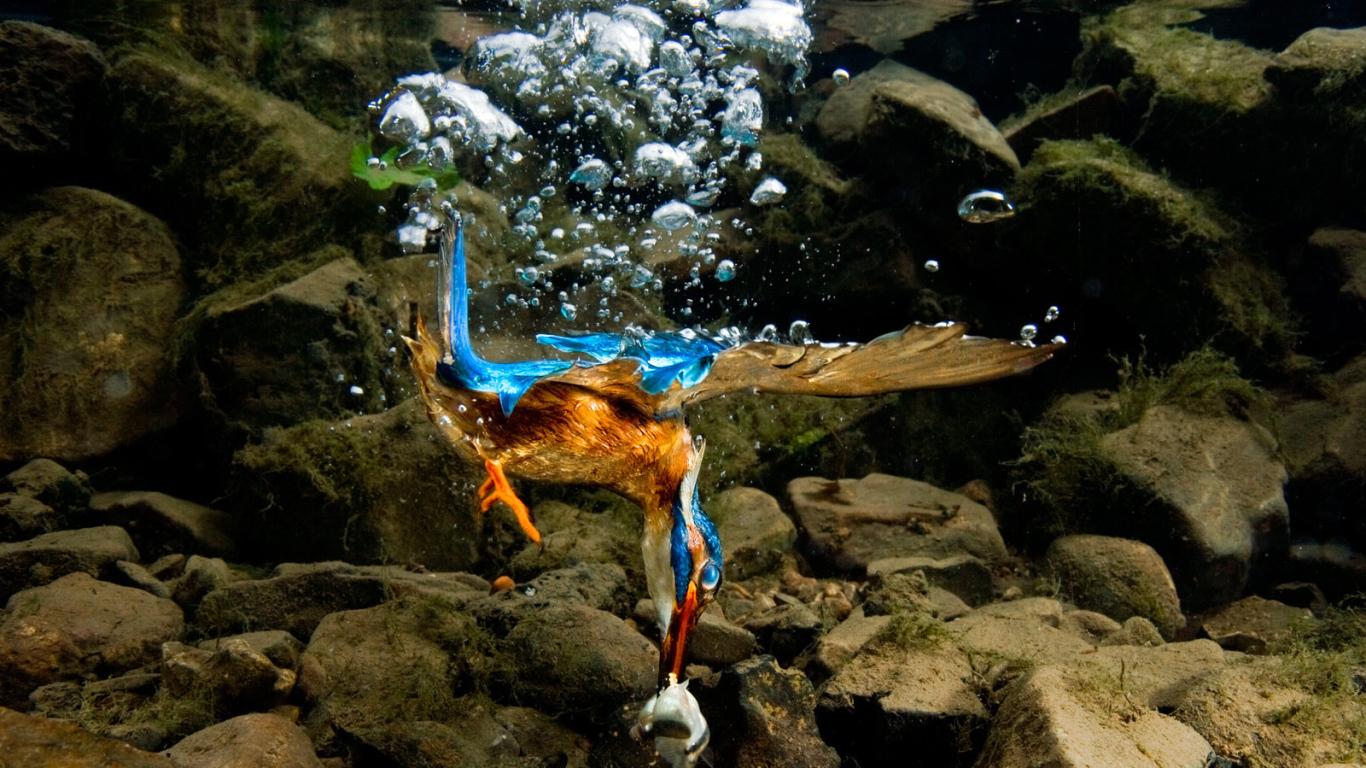 Птица нырнула в воду