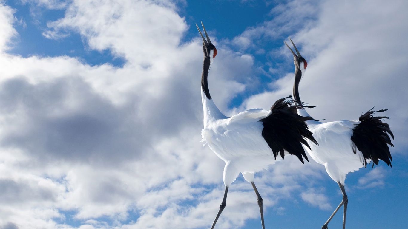 Журавли танцуют