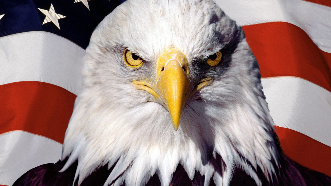 Орел на фоне американского флага