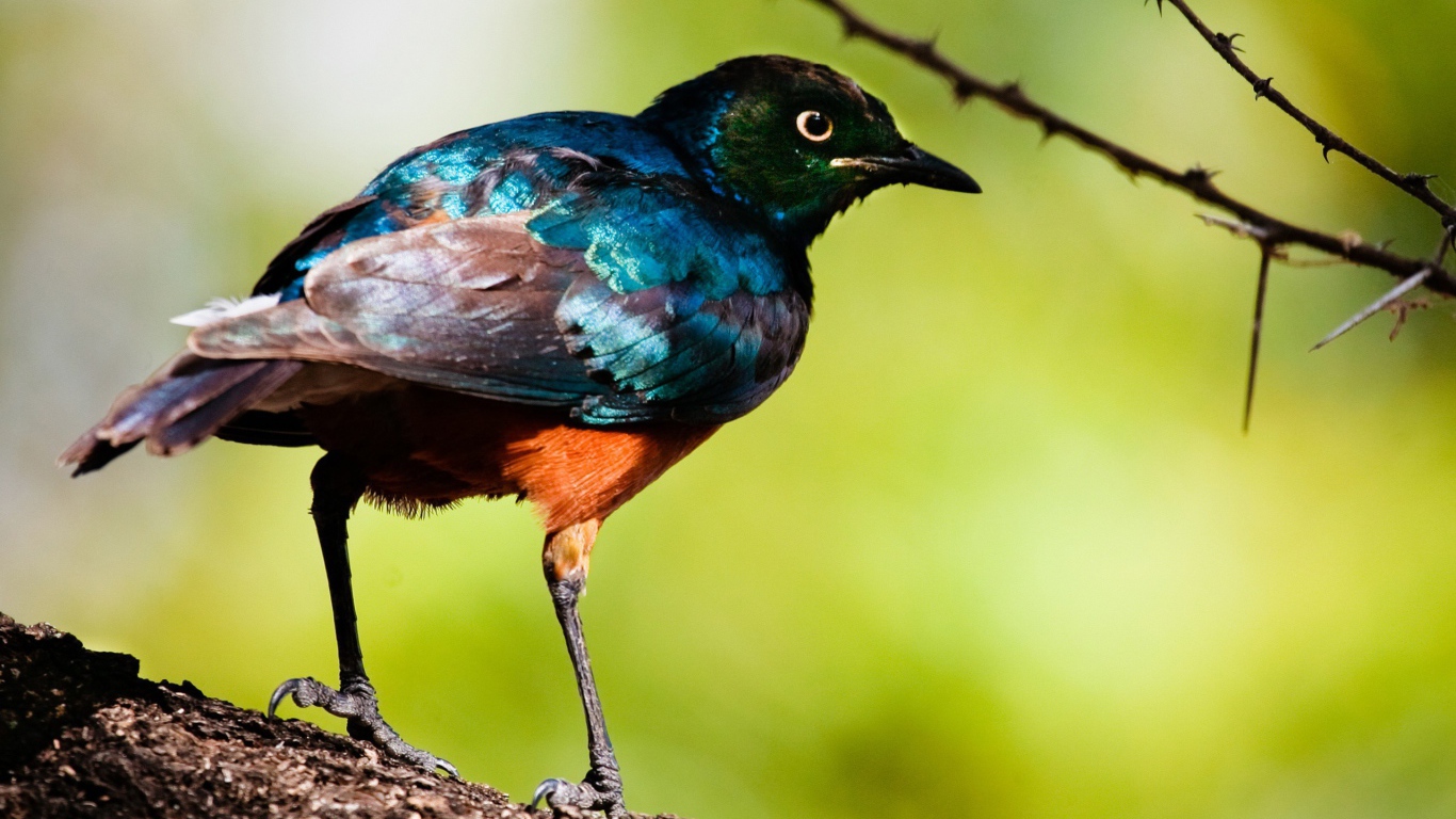 Перламутровая птица