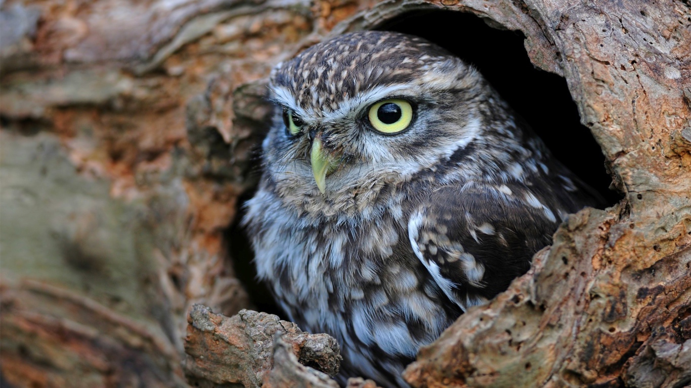 Сова сидит в дупле