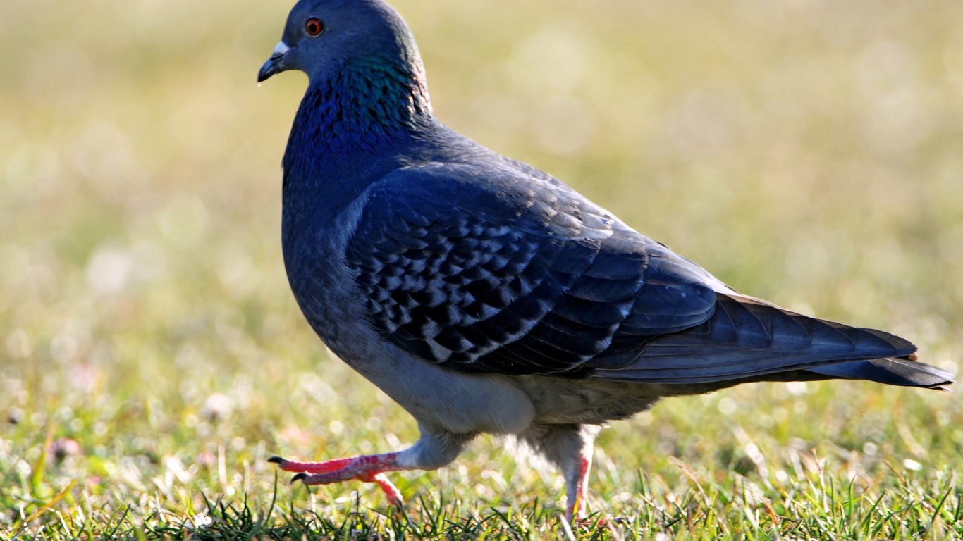 Голубь на травке