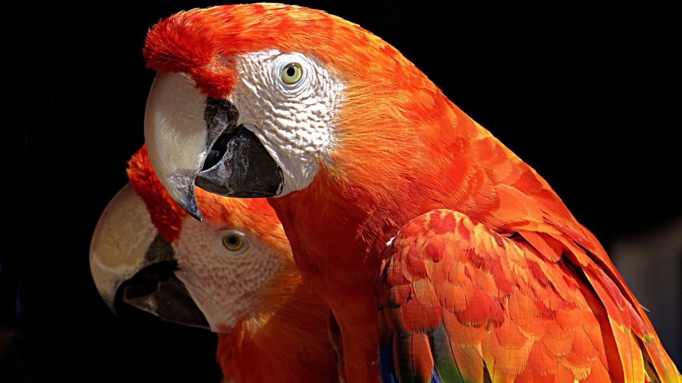 Пара какаду