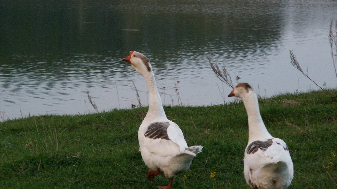 Гуси идут к воде