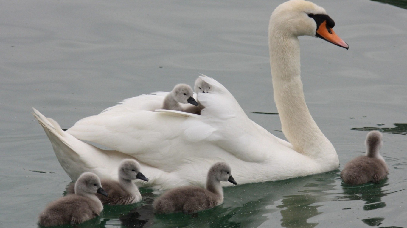 Лебедь со своими детьми