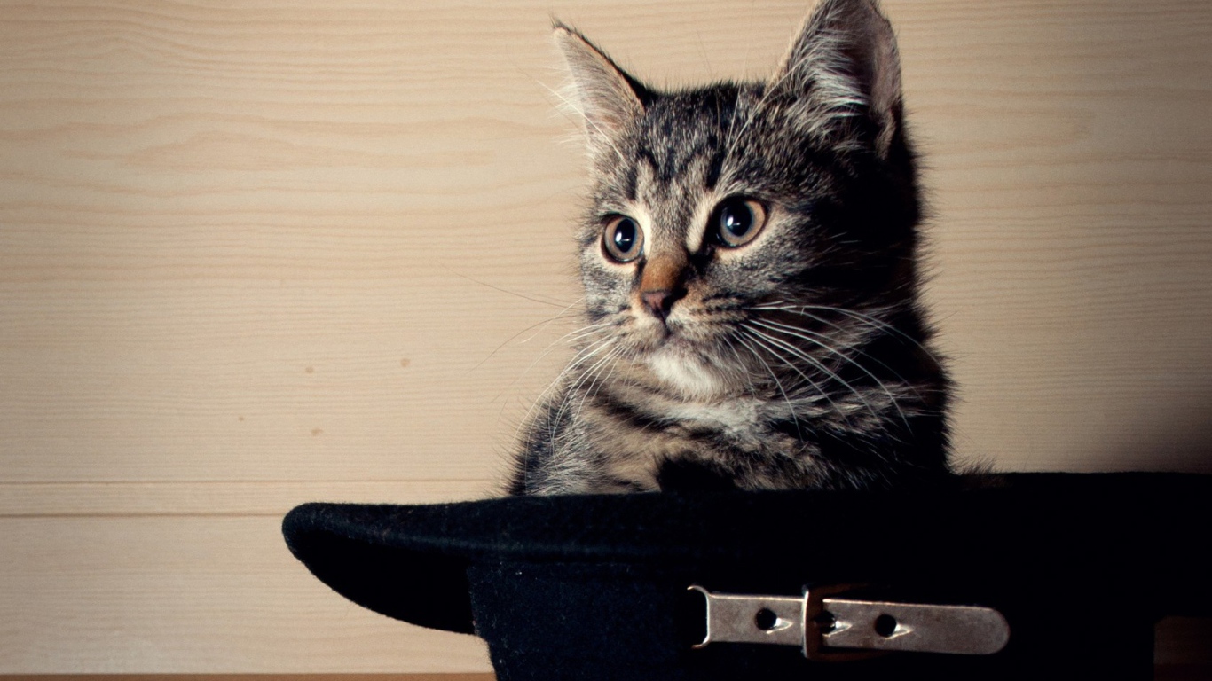 Кот сидит в черной шляпе