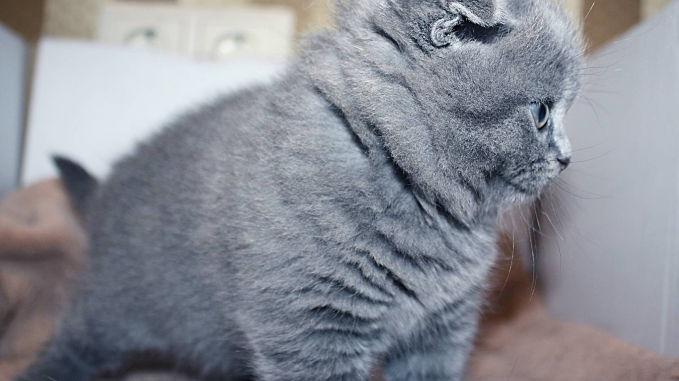 Маленький серый шотландский вислоухий кот