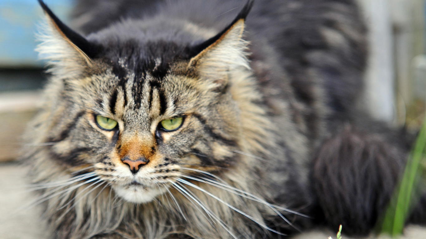 Злой, но красивый кот мейн-кун