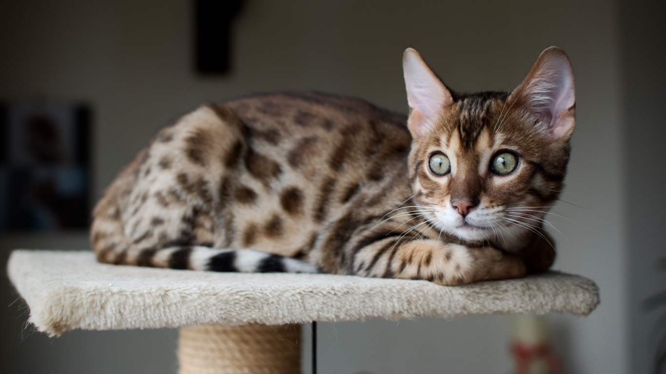 Красивый бенгальский кот кого-то увидел