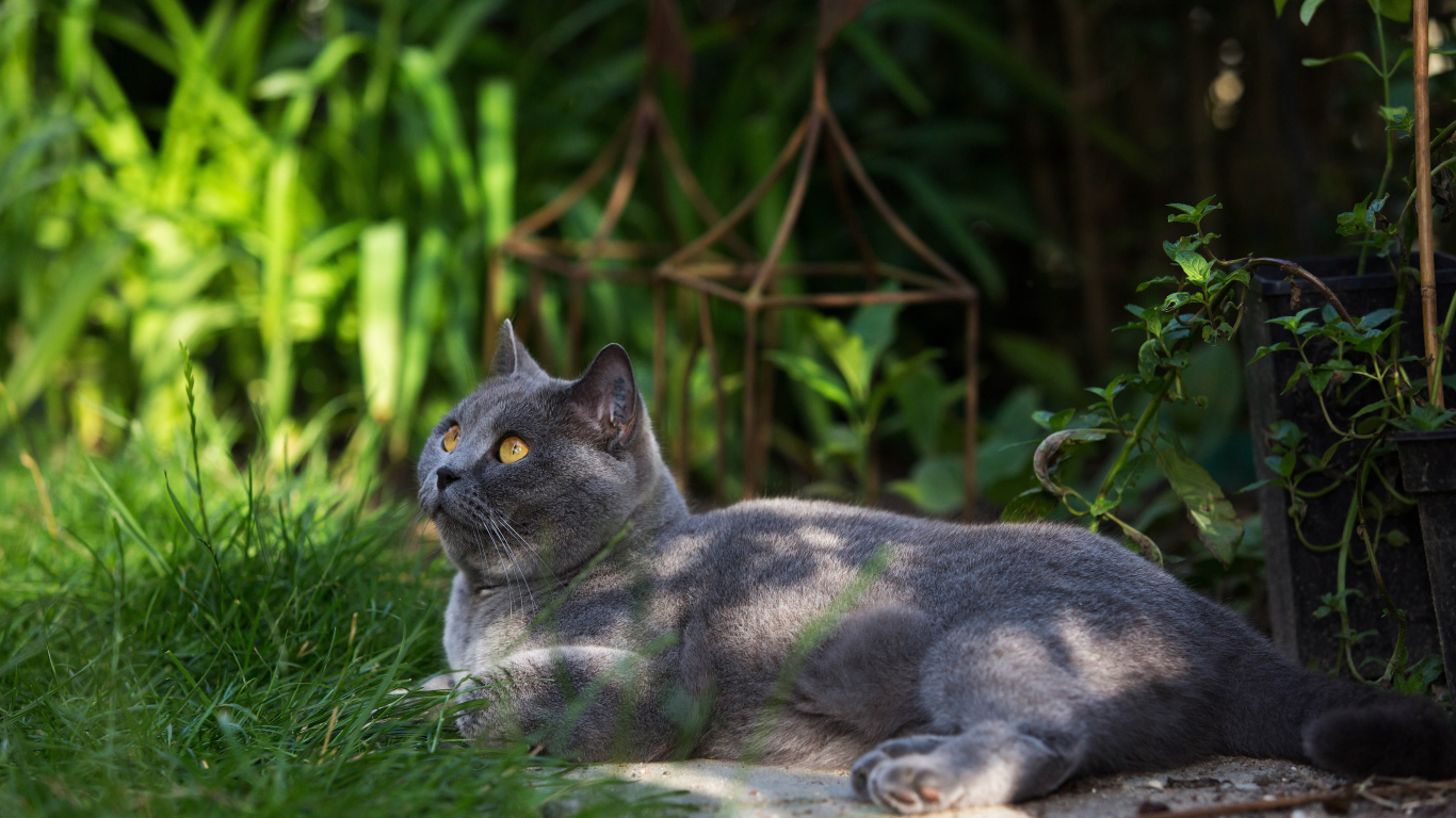 Beautiful British cat on grass