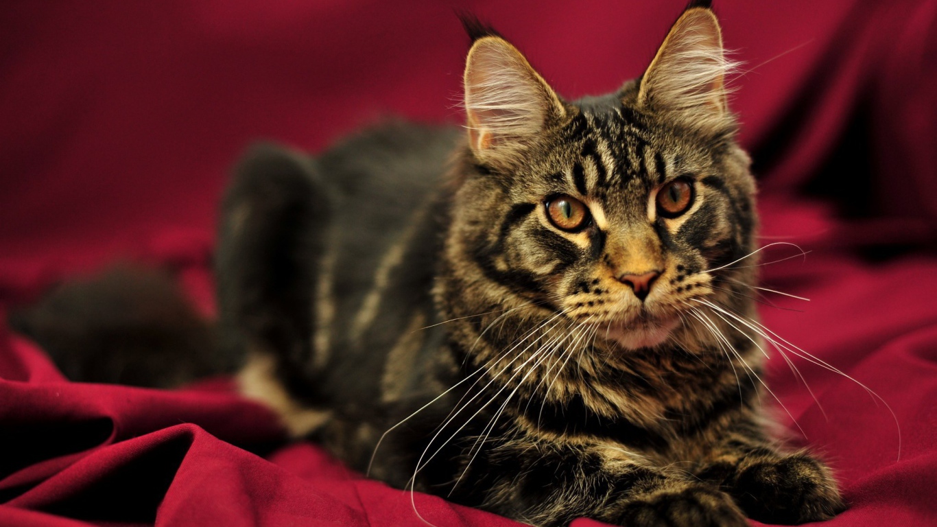 Красивый кот мейн-кун с коричневыми глазами