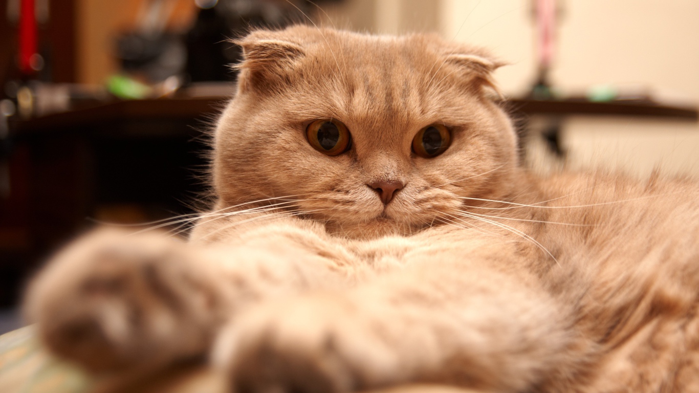 Красивый шотландский вислоухий кот устал