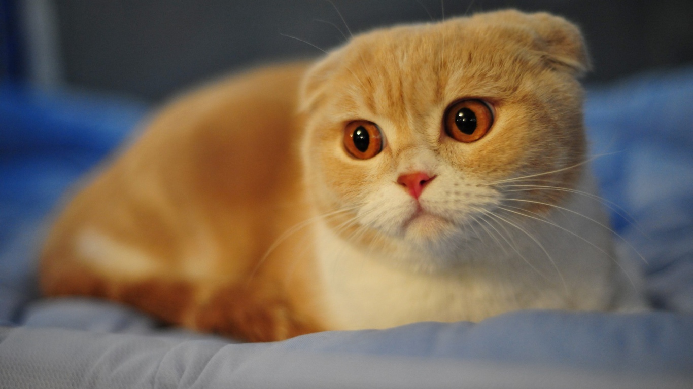 Красивый вислоухий рыжий кот