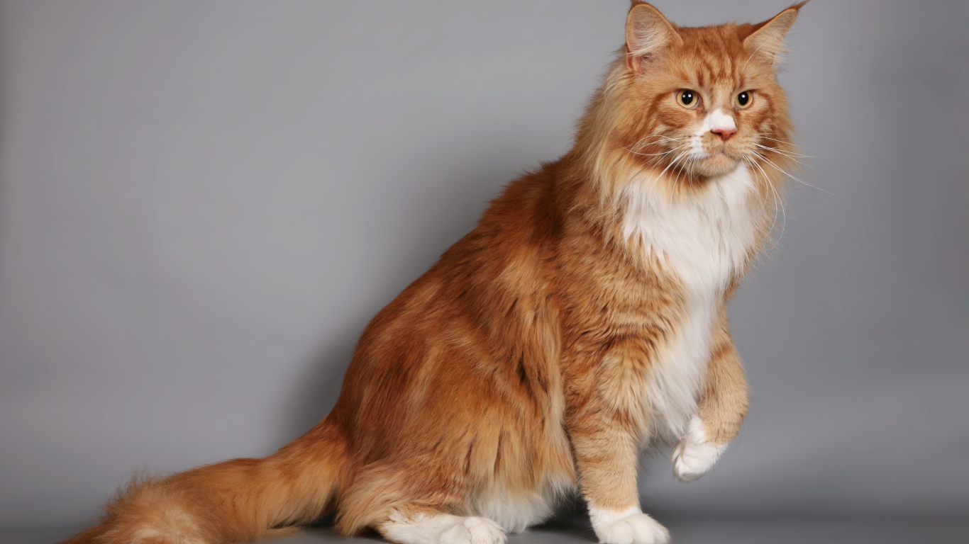 Красивый рыжий кот мейн-кун с белой грудкой