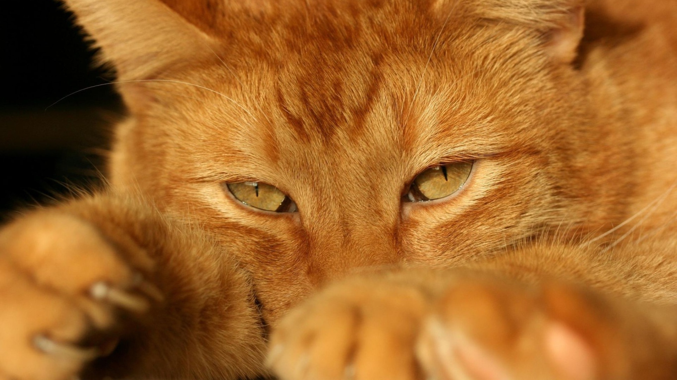Рыжий красивый кот крупным планом