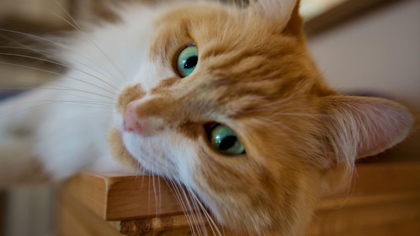 Красивый рыжий зеленоглазый кот мейн-кун крупным планом