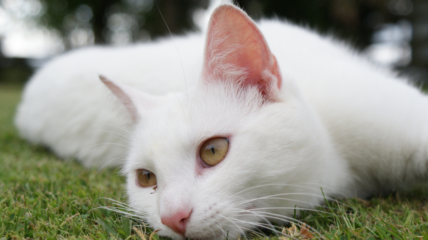 Красивый белый кот отдыхает на траве