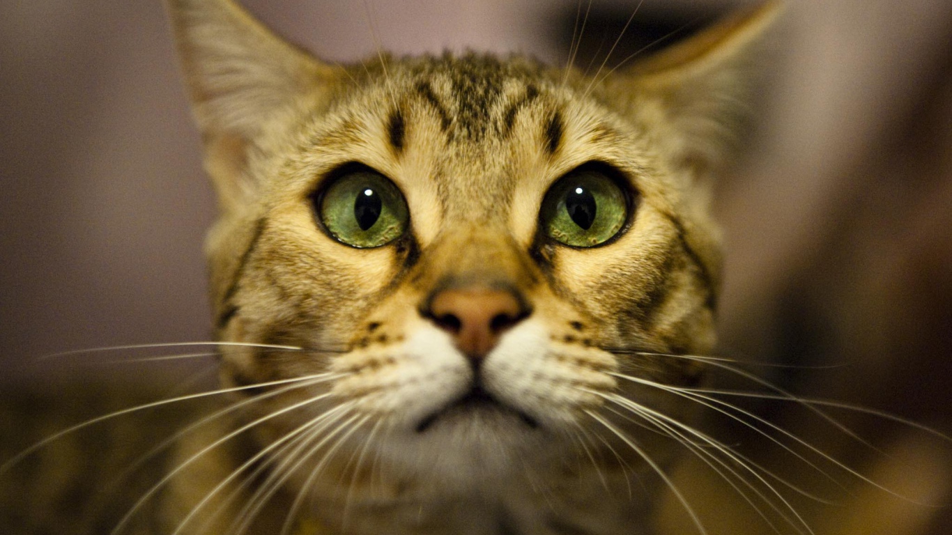 Бенгальский кот крупным планом