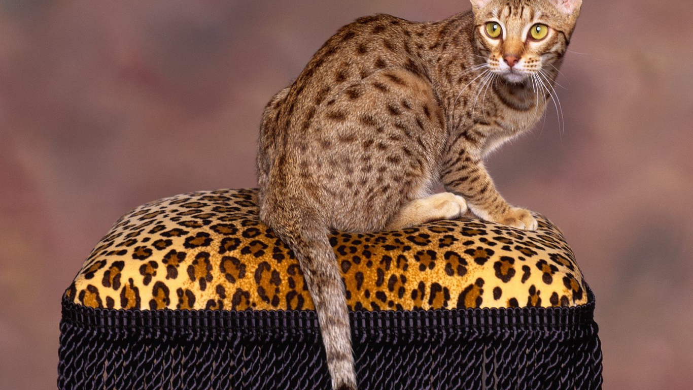 Бенгальский кот позирует