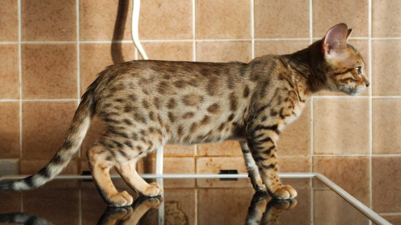 Бенгальский кот задумался