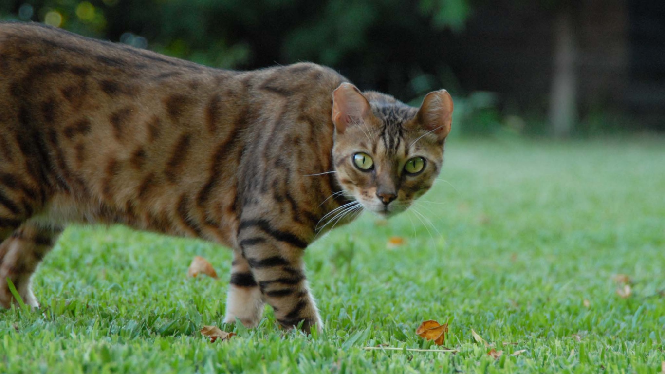 Бенгальский кот с диким взглядом