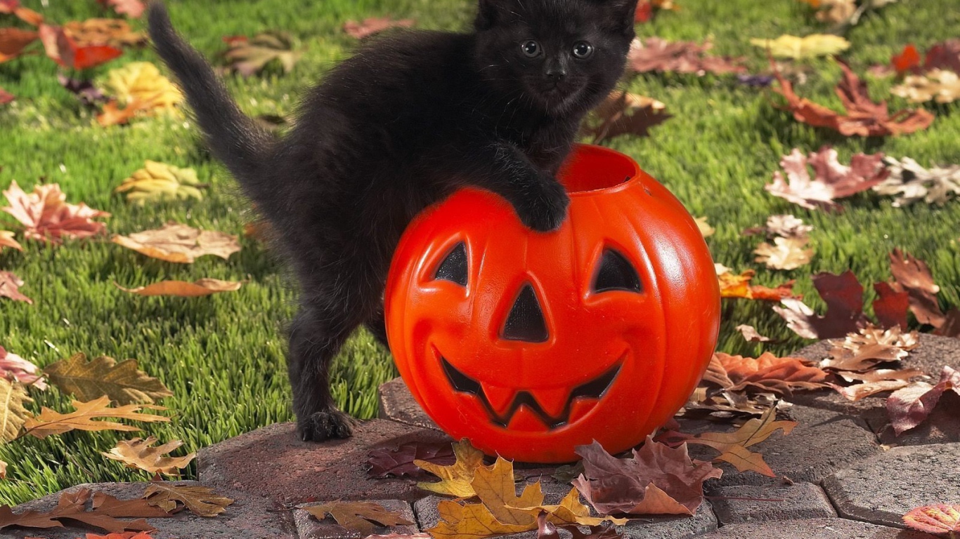 Чёрный кот празднует хэллоуин