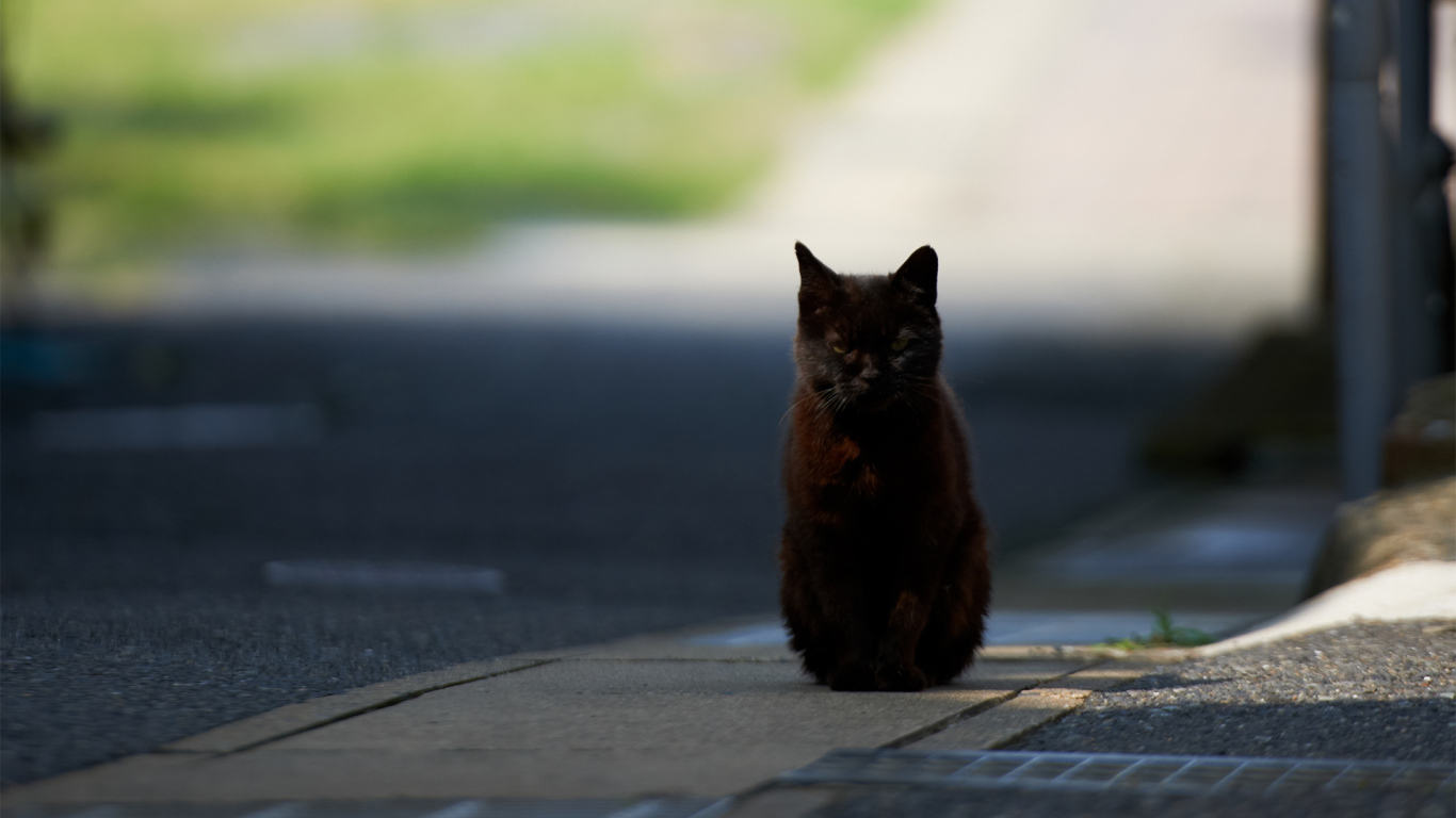 Чёрный кот гипнотизирует фотографа