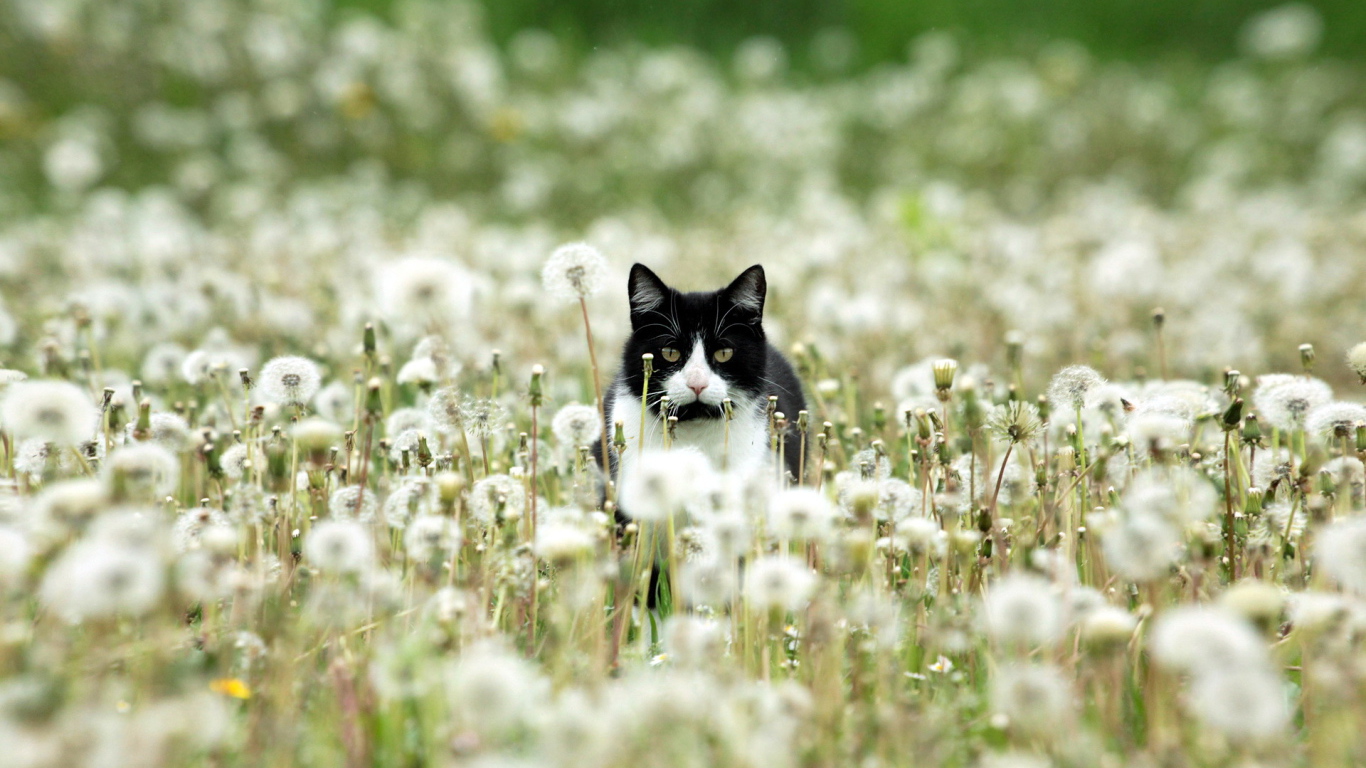 Чёрно-белый кот в одуванчиках