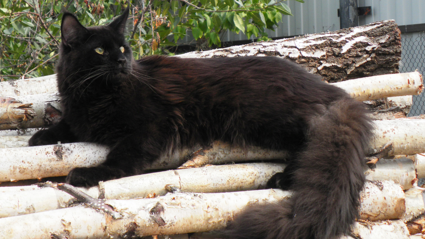 Чёрный красивый кот мейн-кун отдыхает