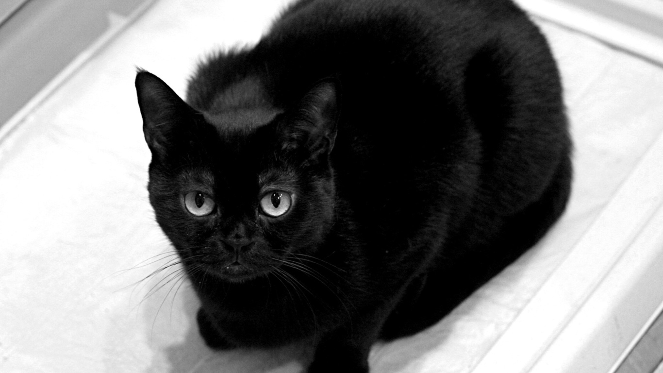 Black cat looking at the photographer