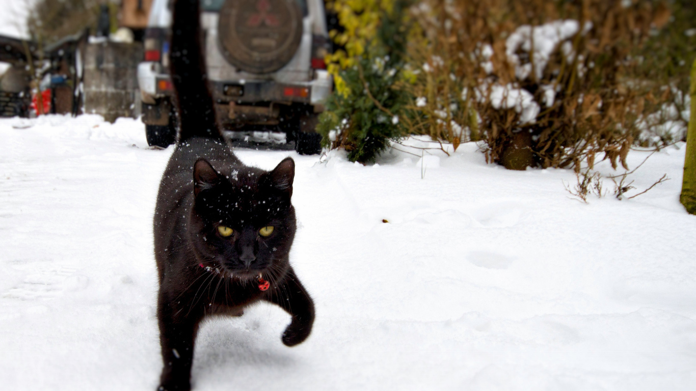 Чёрный кот шагает по снегу