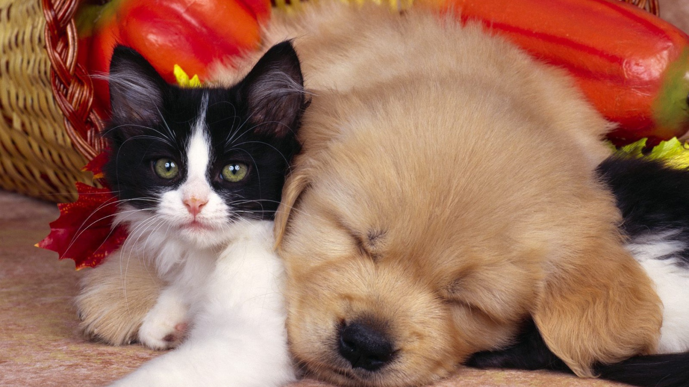 Кот, пёс и овощи